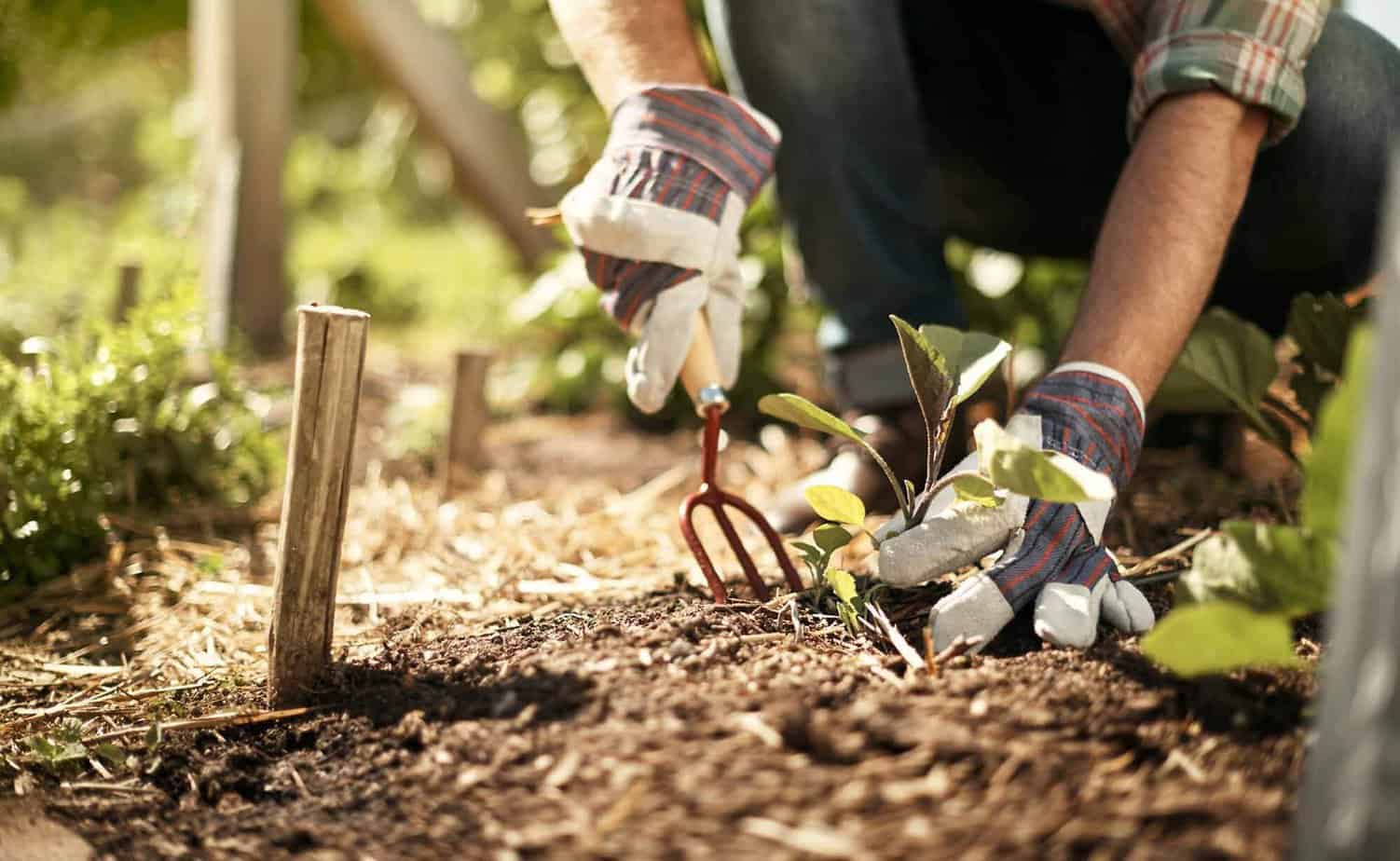close up of hand planting and gardening in dirt during horticultural therapy in Mountainside's garden
