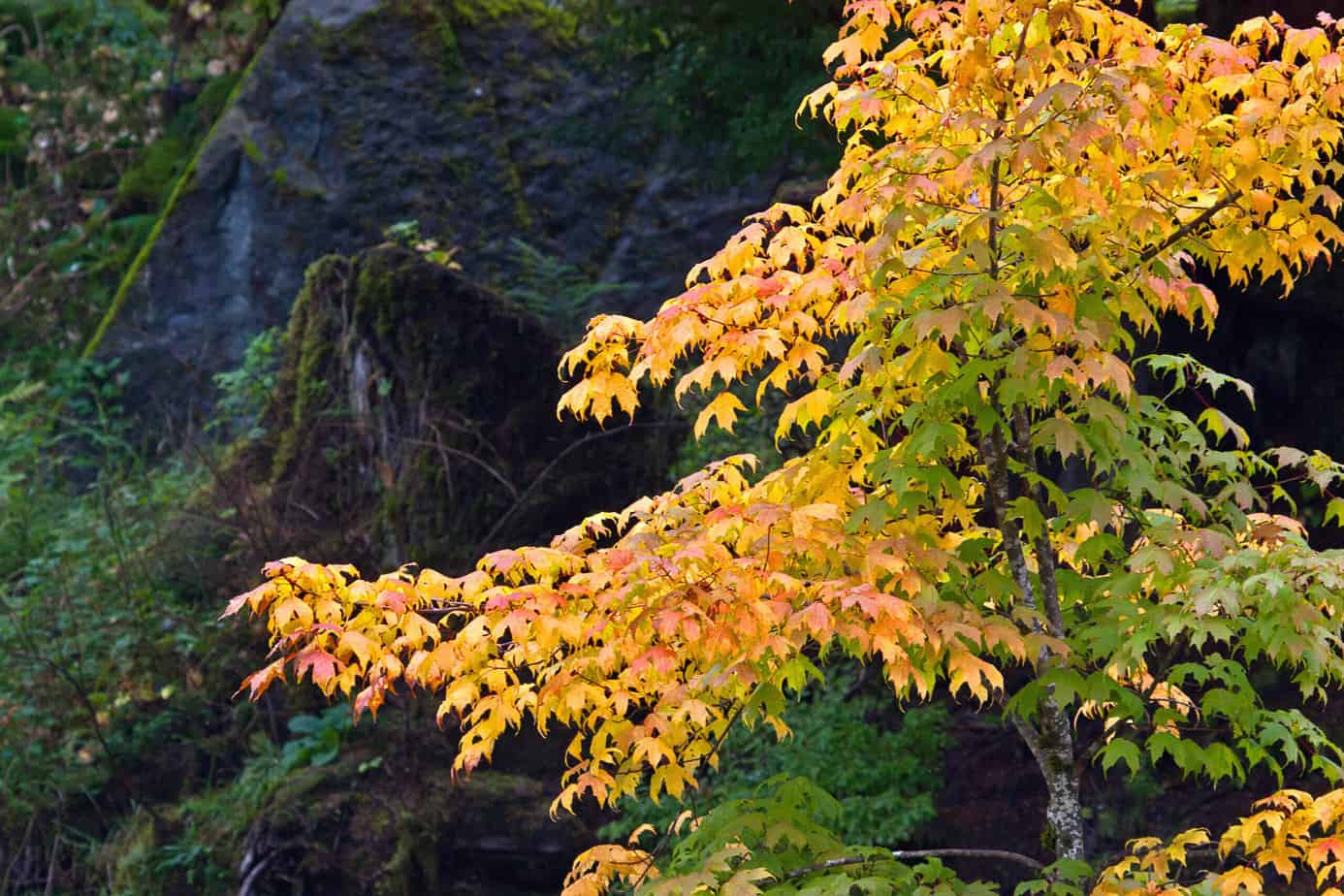 Green and yellow leaves on tree changing to autumn