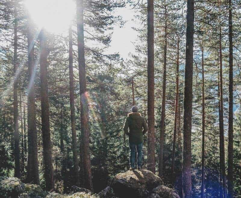 Man forest bathes by standing on rock looking up at the trees