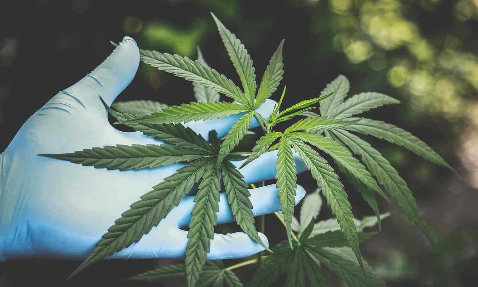 The Impact of Legal Marijuana