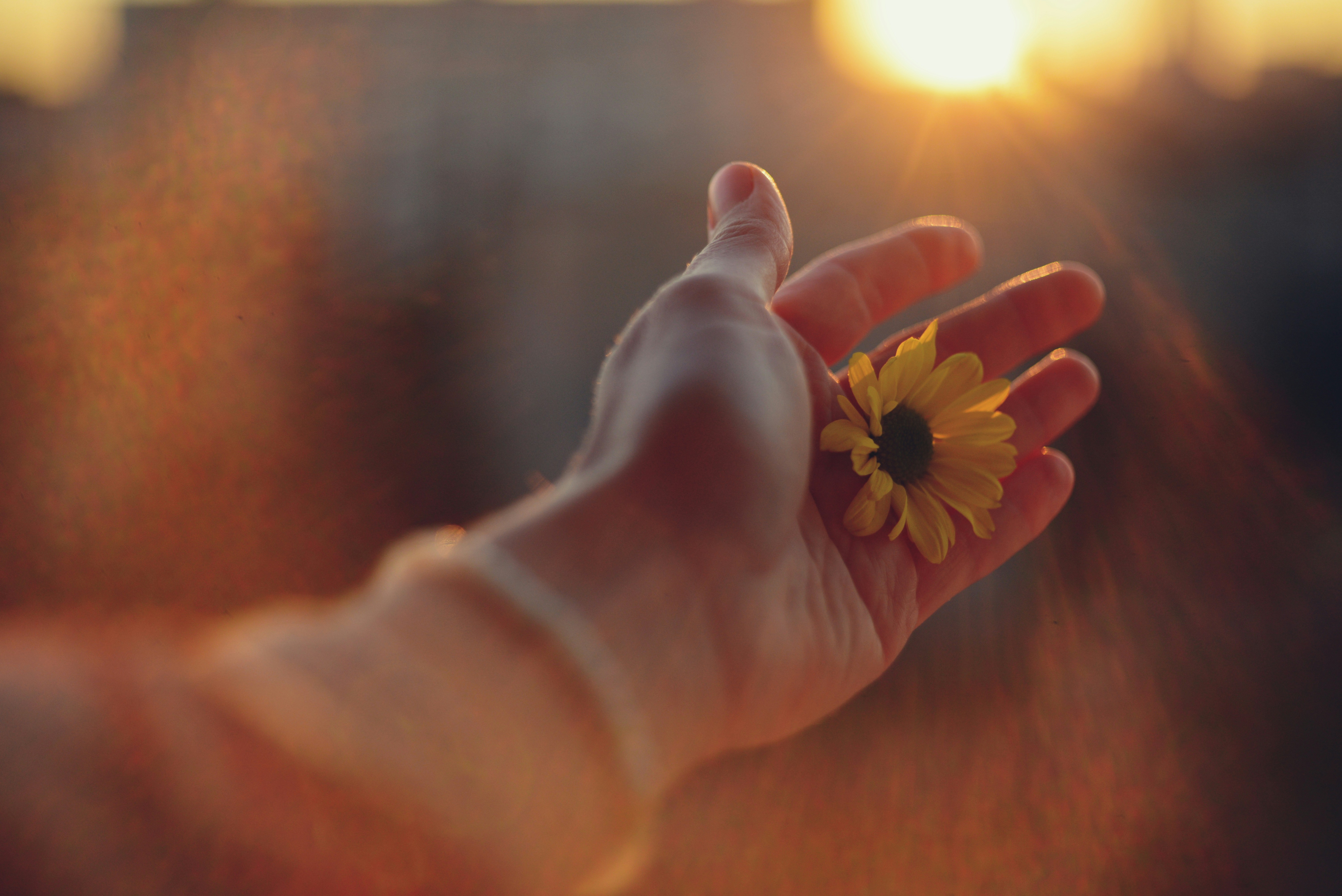 person holds a sunflower in their hand in a field